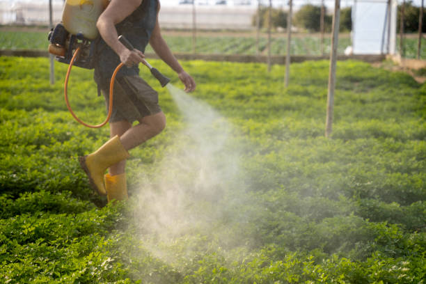 Best Wasp Removal Services  in Morrice, MI