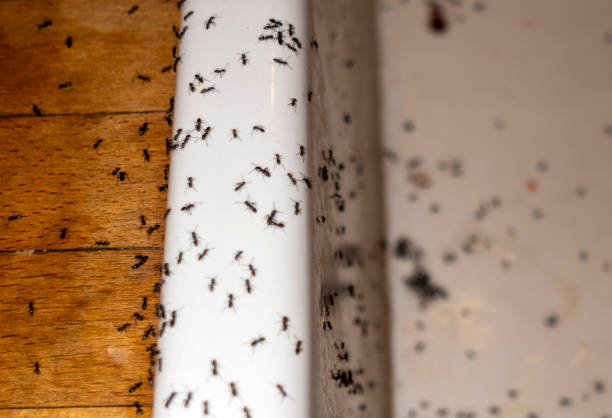 Best Affordable Pest Control Services  in Morrice, MI
