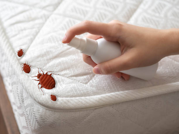 Best Wasp Removal Services  in Morrice, MI
