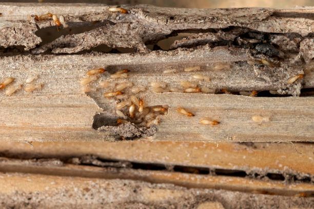 Best Termite Control Services  in Morrice, MI