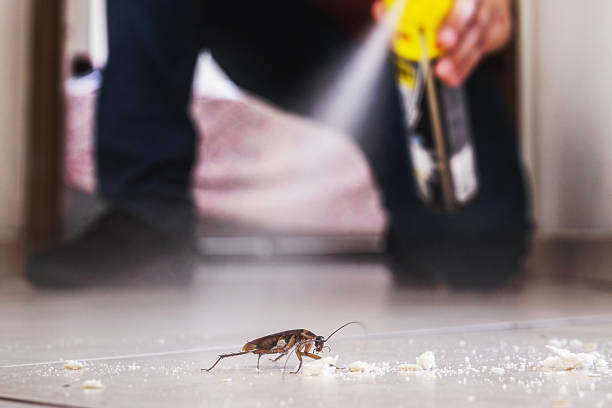 Best Residential Pest Control  in Morrice, MI