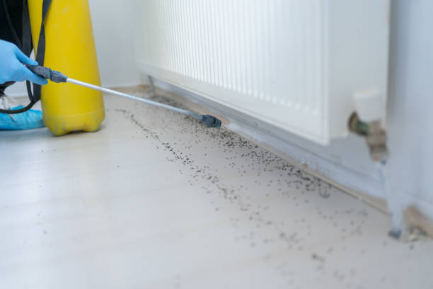 Best Pest Inspection Near Me  in Morrice, MI