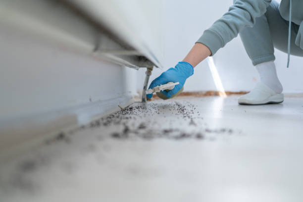 Best Rat Extermination Near Me  in Morrice, MI